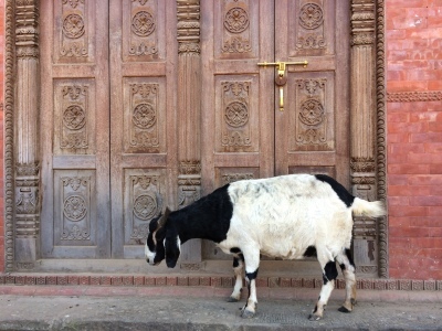インド（デリー）とネパールの旅\'17_e0097130_18073689.jpg