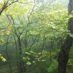 c0077338_10182532.jpg