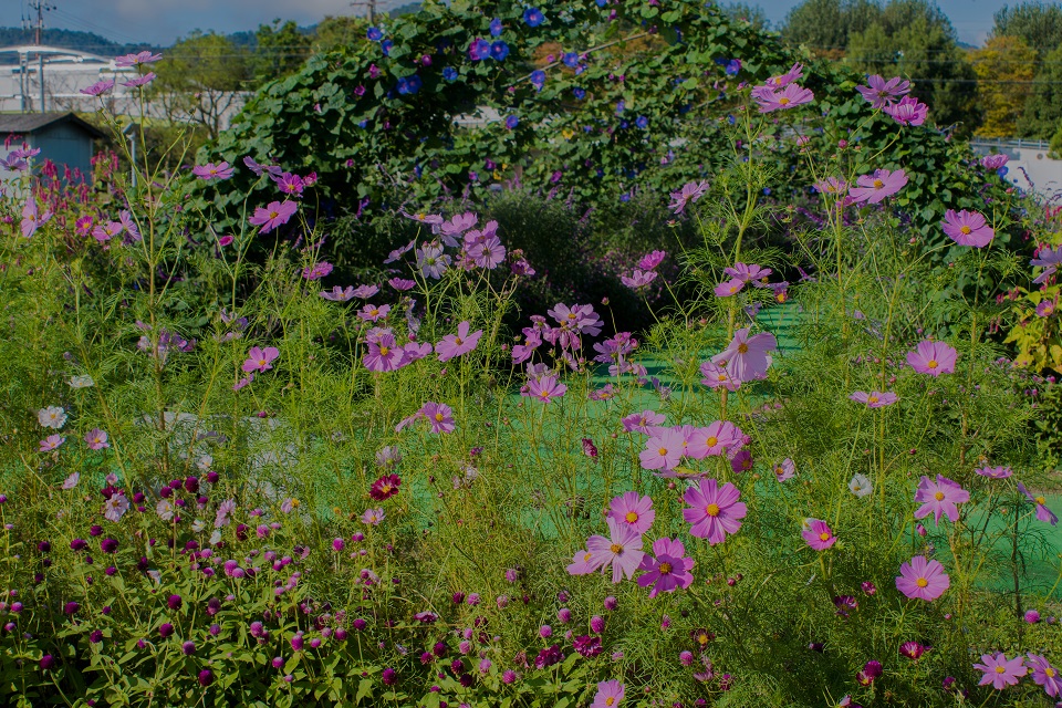 e0363038_94152.jpg