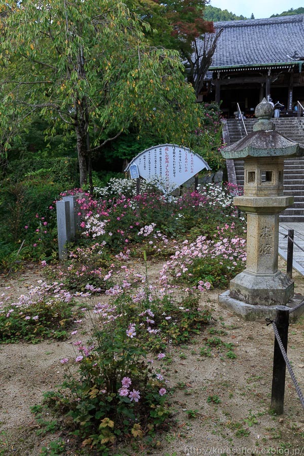 善峯寺の秋明菊_b0325840_00022381.jpg