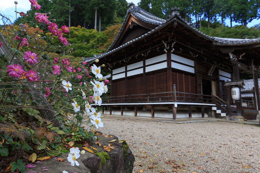 善峯寺の秋明菊_b0325840_00045414.jpg