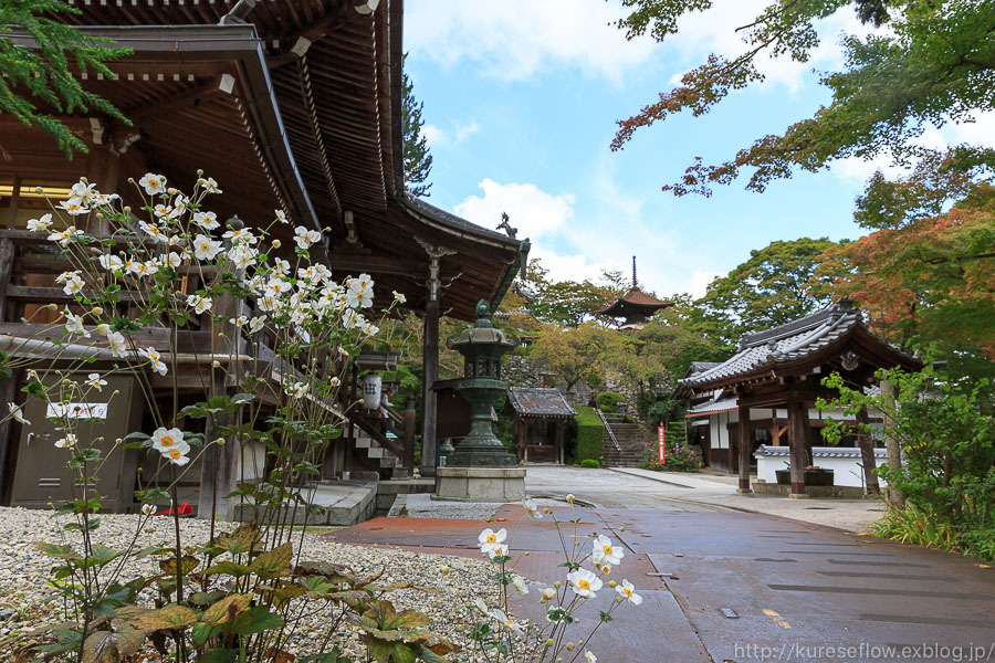 善峯寺の秋明菊_b0325840_00074010.jpg