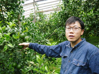 デコポン(肥後ポン) 12月下旬の収穫に向け今年も順調に成長中!まもなく果皮の色が抜け始めます!!_a0254656_18320585.jpg