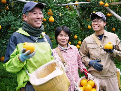 デコポン(肥後ポン) 12月下旬の収穫に向け今年も順調に成長中!まもなく果皮の色が抜け始めます!!_a0254656_18585324.jpg