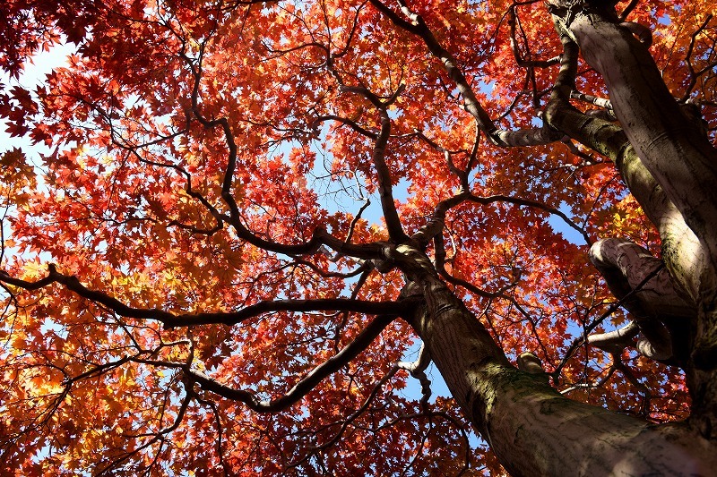 紅葉狩り_e0116558_15090218.jpg