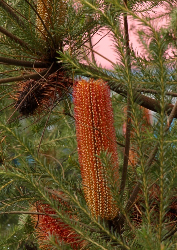 a0248459_14513527.jpg