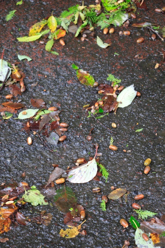 a0248459_15020046.jpg