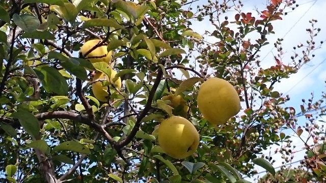 c0328559_15453849.jpg