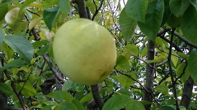 c0328559_15465307.jpg
