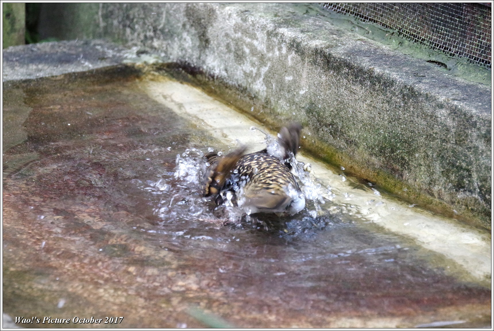 トラツグミの水浴び_c0198669_18045745.jpg