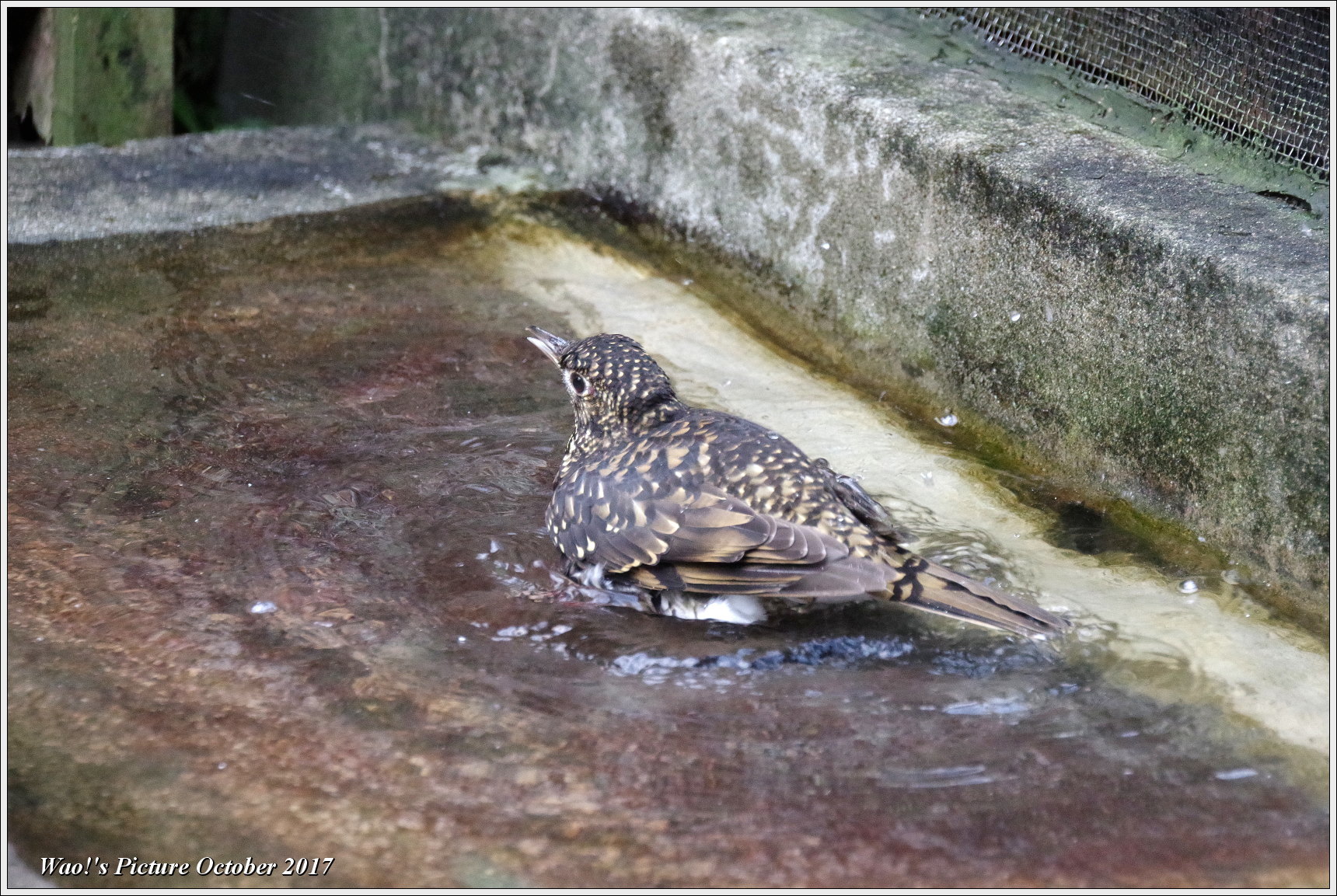 トラツグミの水浴び_c0198669_18063268.jpg