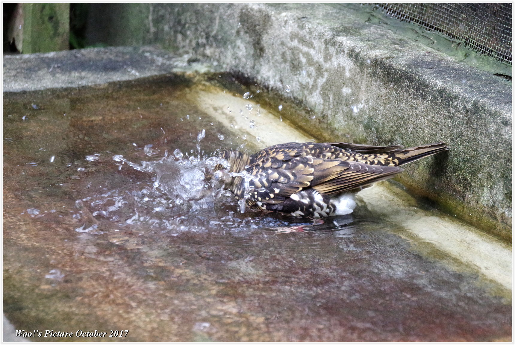 トラツグミの水浴び_c0198669_18084088.jpg