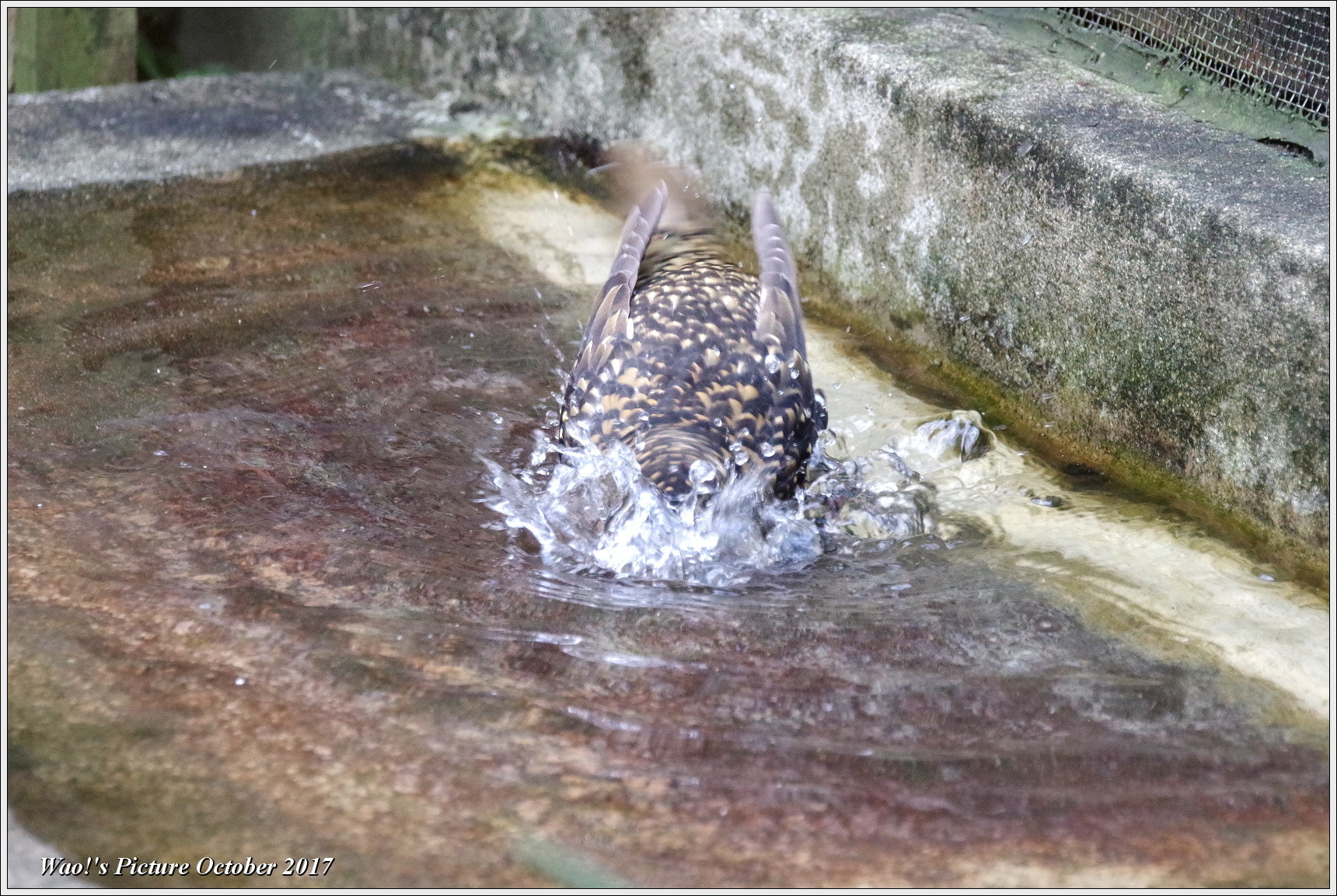 トラツグミの水浴び_c0198669_18094117.jpg