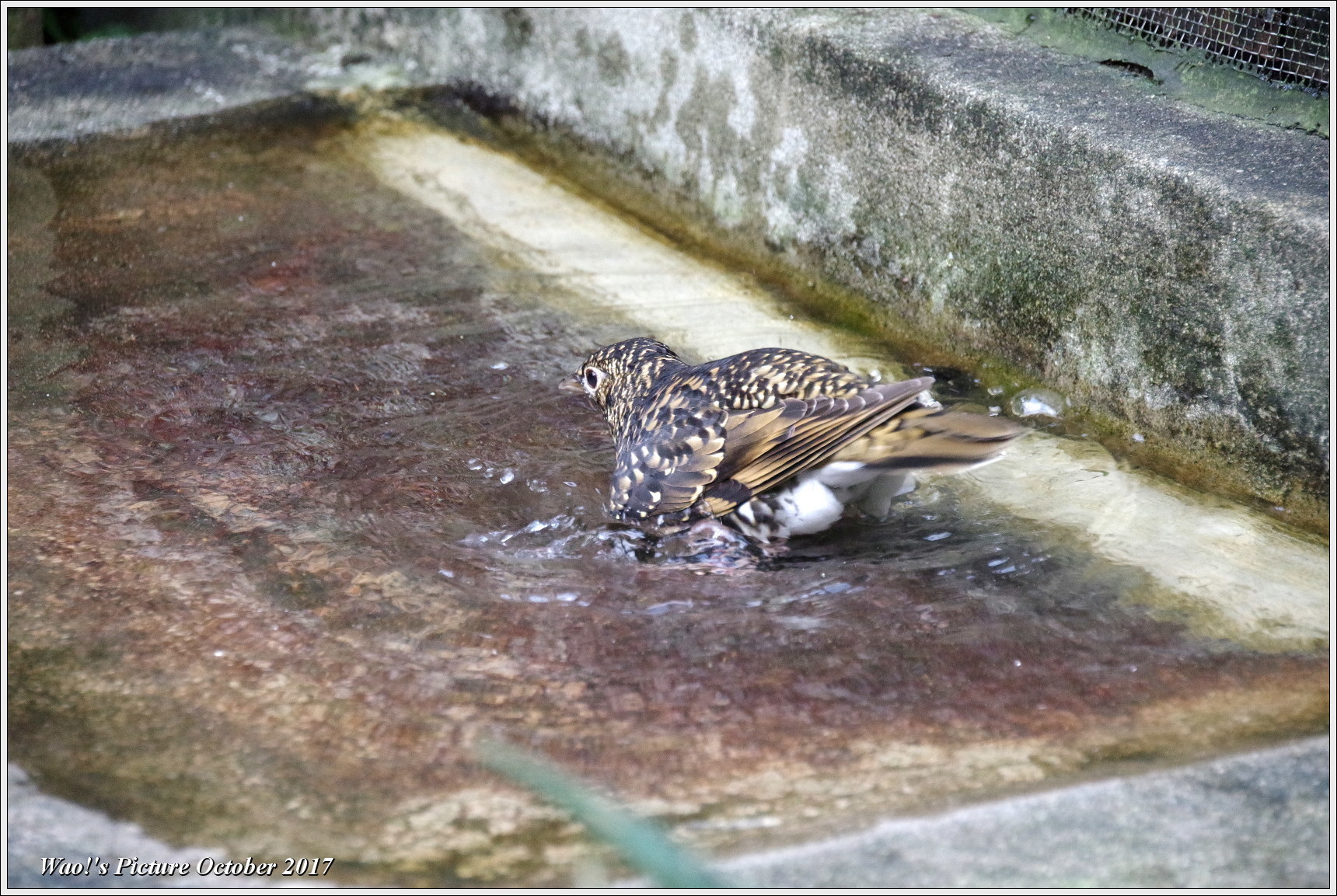 トラツグミの水浴び_c0198669_18112867.jpg