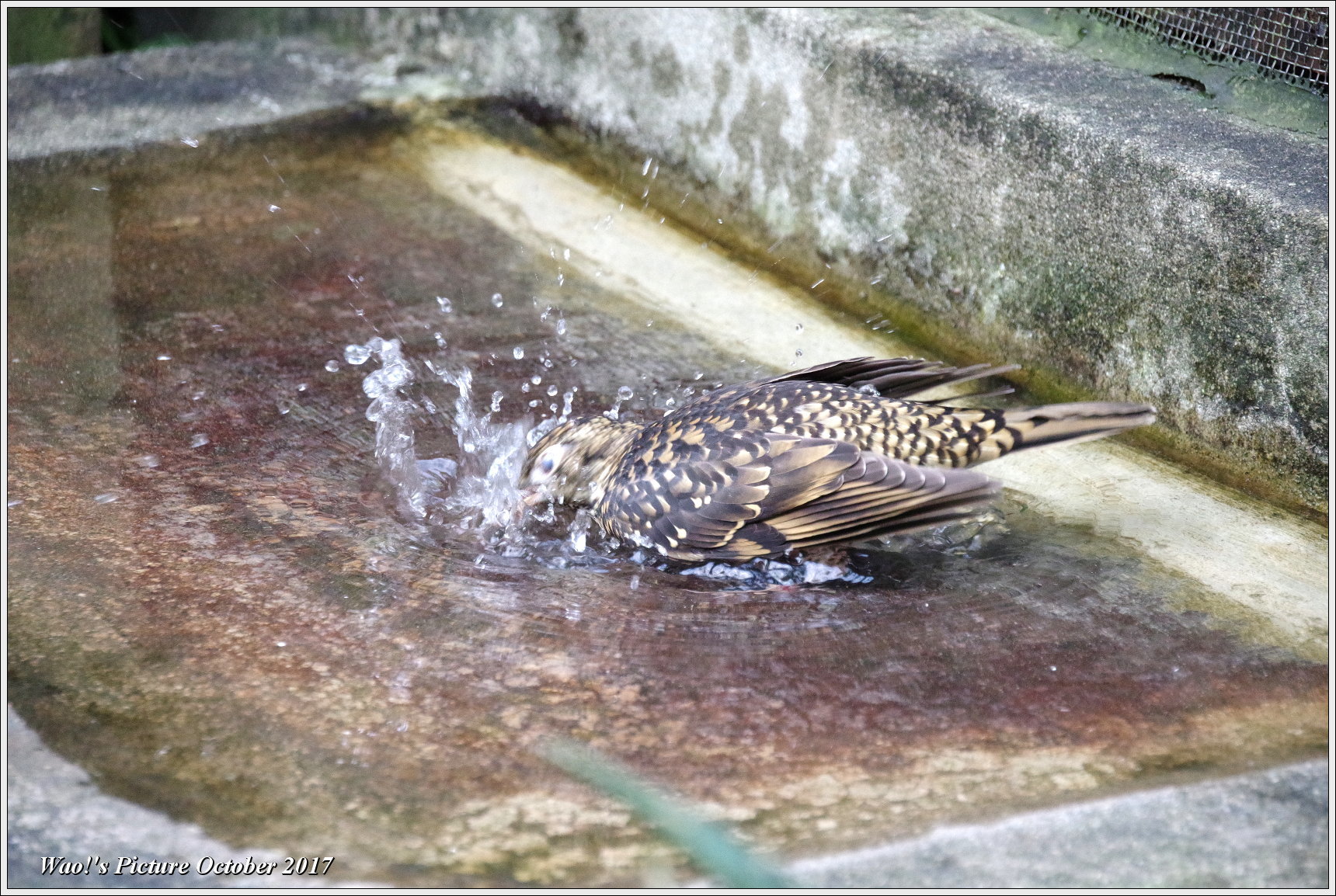 トラツグミの水浴び_c0198669_18114674.jpg