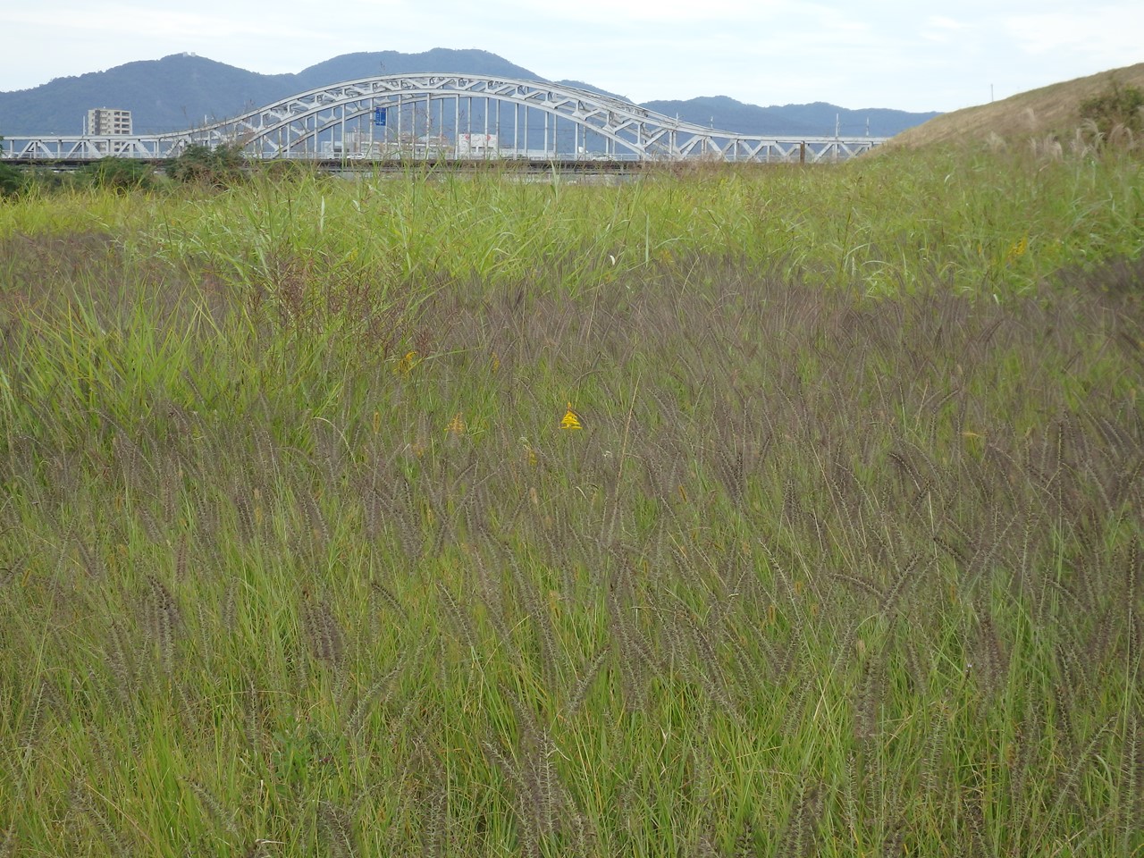 『長良川河川敷の植物達～』_d0054276_20175150.jpg