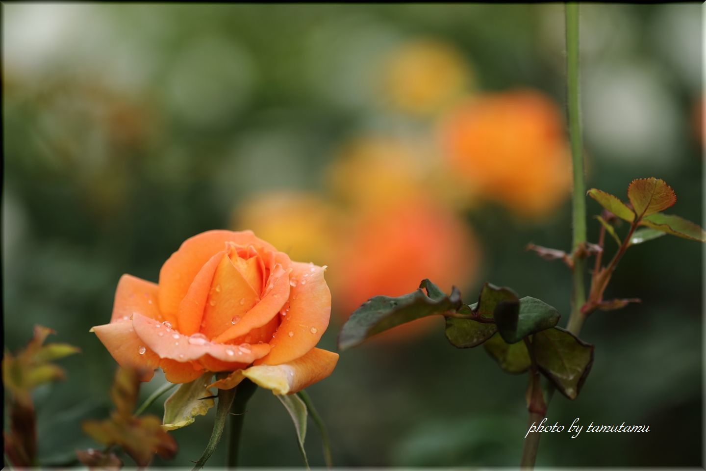 雨の日の秋薔薇　①_e0351179_21100347.jpg