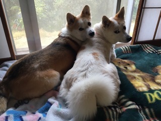 b0377882_16545057.jpeg