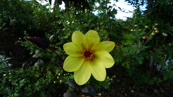 c0212083_17071455.jpg