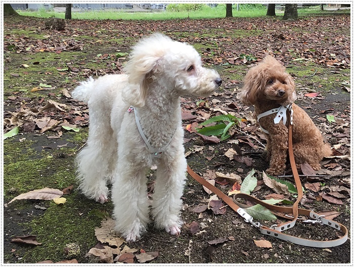 やっと晴れたから久しぶりのお散歩で公園へ、楽しかったね～_b0175688_23200752.jpg