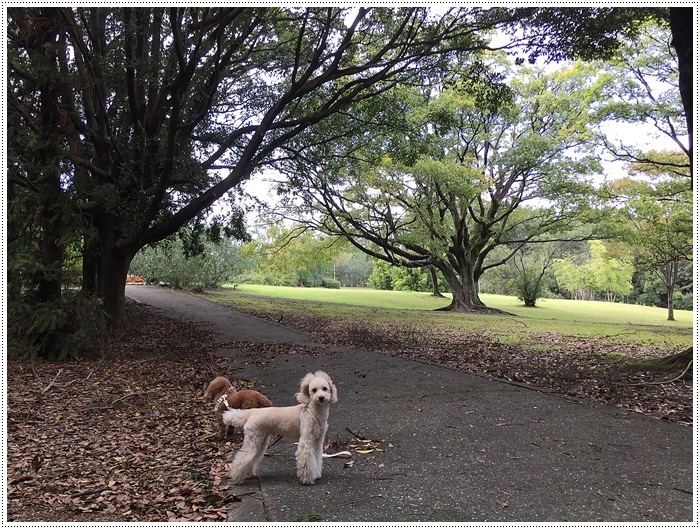 やっと晴れたから久しぶりのお散歩で公園へ、楽しかったね～_b0175688_23215489.jpg