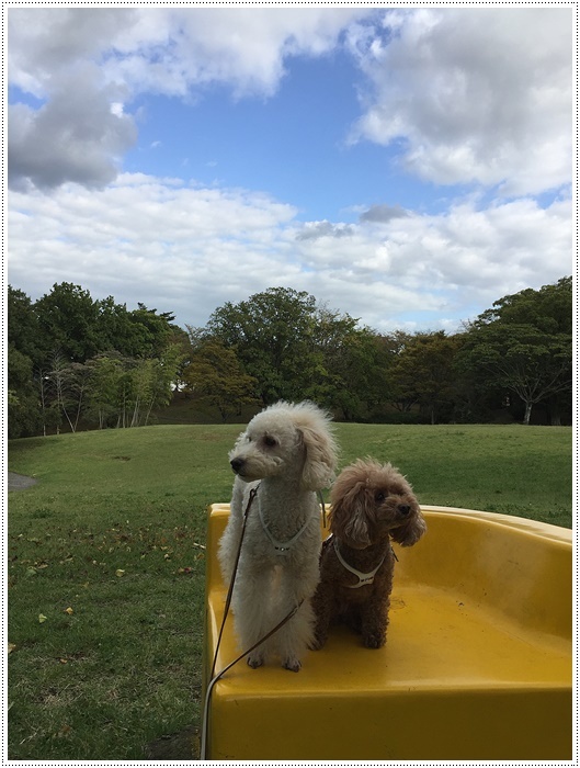 やっと晴れたから久しぶりのお散歩で公園へ、楽しかったね～_b0175688_23280127.jpg