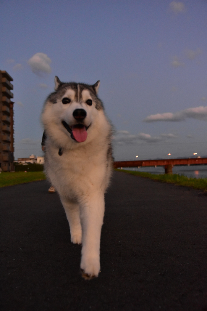 お久しぶりのさわやかな朝　(*^_^*)_c0049299_22044680.jpg