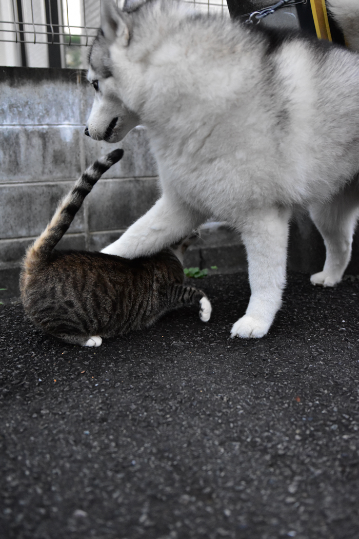 お久しぶりのさわやかな朝　(*^_^*)_c0049299_22134949.jpg