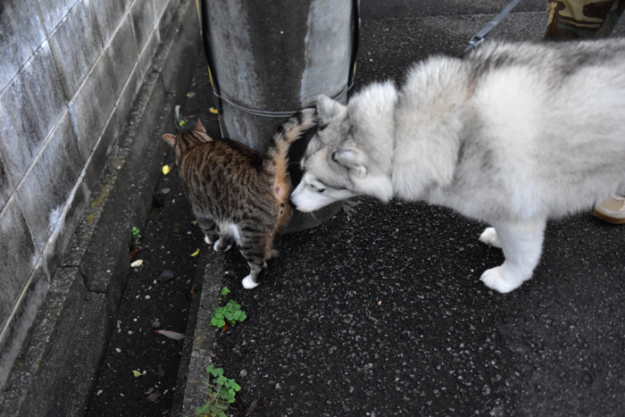 お久しぶりのさわやかな朝　(*^_^*)_c0049299_22145139.jpg