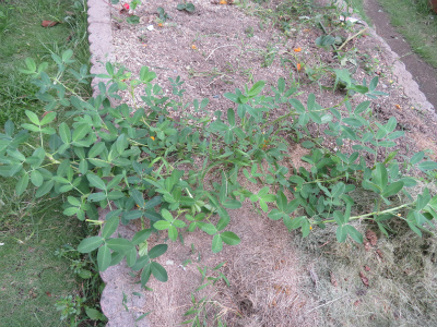 c0125501_06313924.jpg