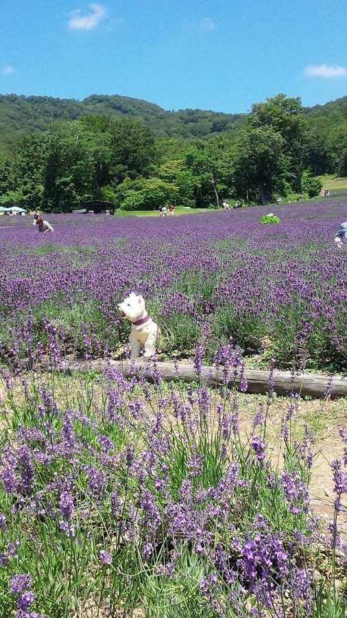 ２０１５年の夏のはなちゃん。_f0039907_11570446.jpg