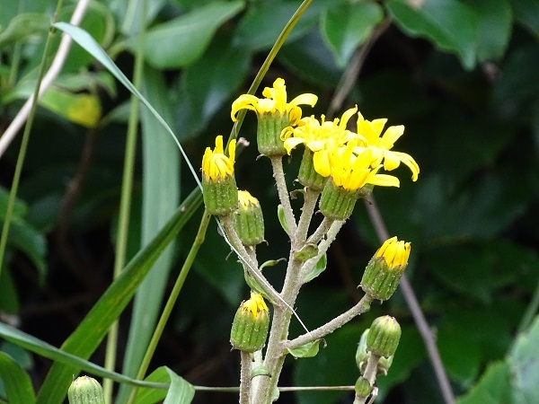 e0360409_12294077.jpg