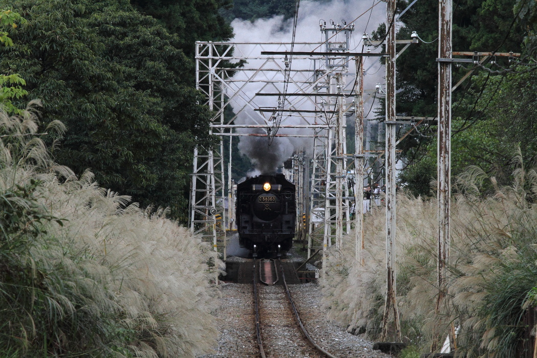 芒が跪く季節 - 秩父鉄道 -_b0190710_23095668.jpg