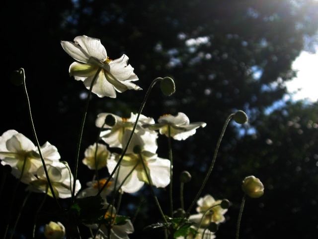 c0062511_21011016.jpg