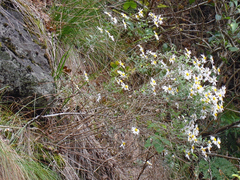 竜脳菊開花はじまる_f0221612_15501401.jpg