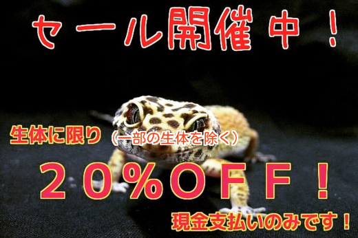 餌食い抜群！パターンレス アオダイショウ メス個体を販売中！_e0254814_15094695.jpg