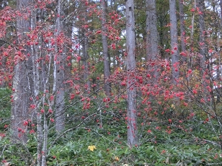a0105023_22281740.jpg