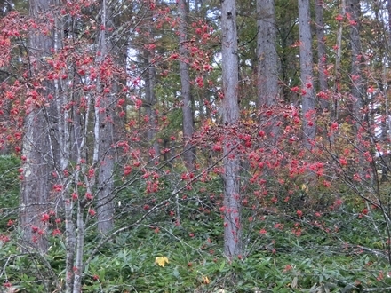 信州の紅葉が見たくて　vol.５　ー戸隠森林植物園ー_a0105023_22281740.jpg