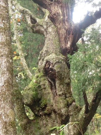 信州の紅葉が見たくて　vol.５　ー戸隠森林植物園ー_a0105023_22301775.jpg