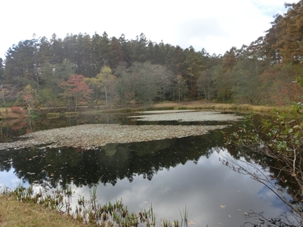 信州の紅葉が見たくて　vol.５　ー戸隠森林植物園ー_a0105023_22491851.jpg