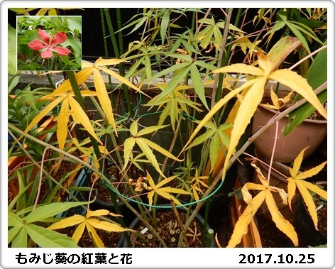 e0033229_1891436.jpg