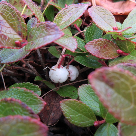 a0329935_09520226.jpeg
