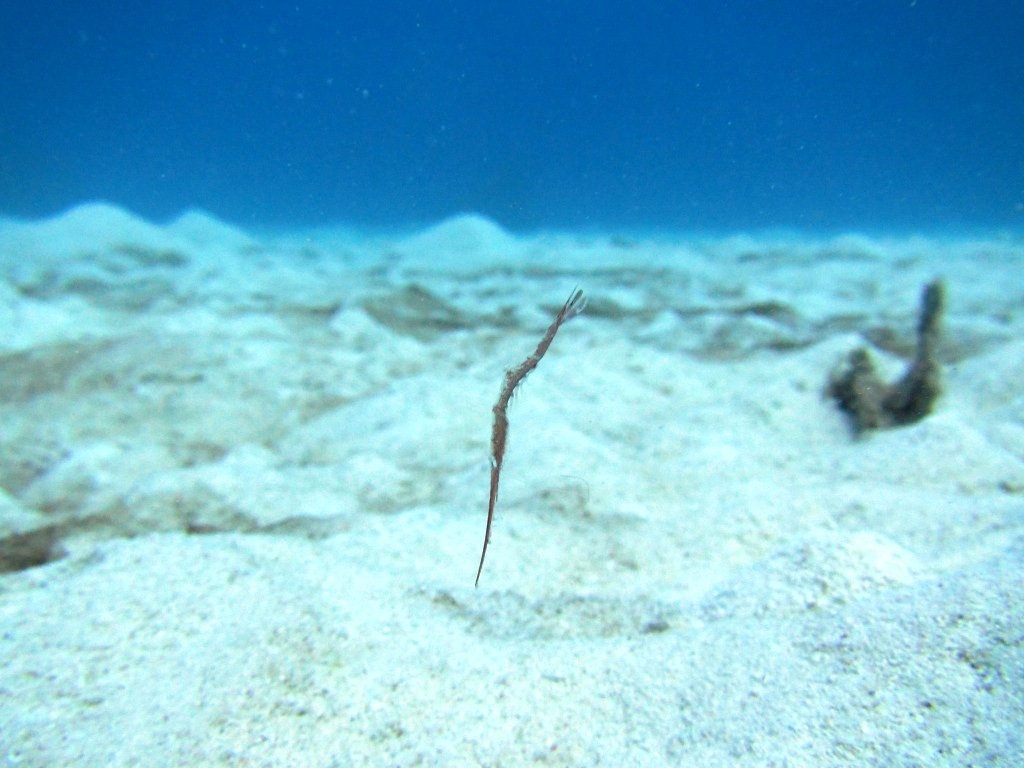 a0189838_17363804.jpg