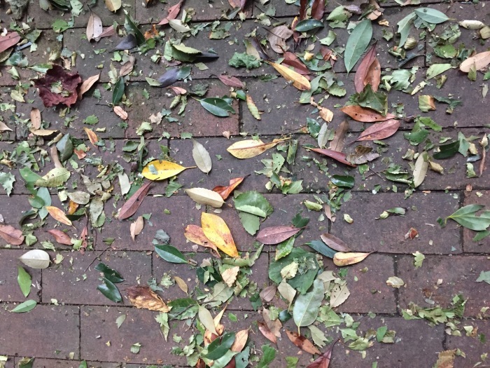 d0282139_19383280.jpeg