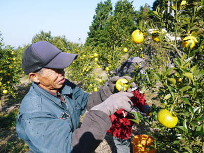 香り高き柚子(ゆず) 平成29年度の予約受付スタート!!今年は完売間違いなし!冬至用柚子は特に早い者勝ち!!_a0254656_18262260.jpg