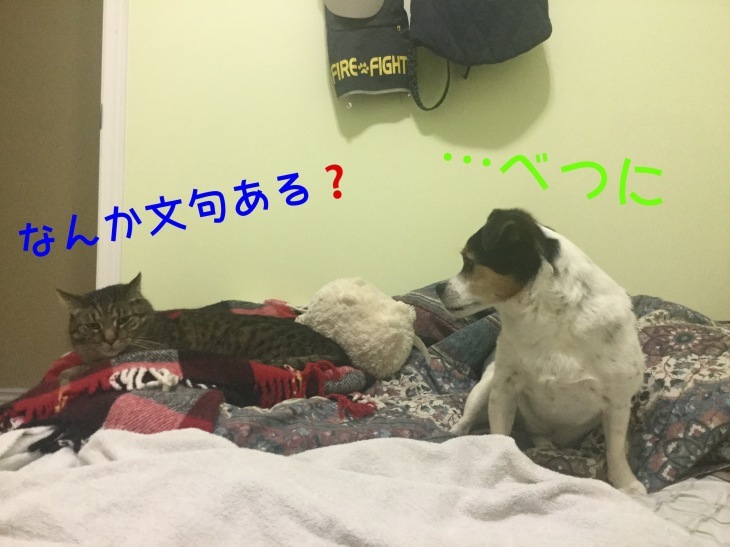 e0203961_08385335.jpeg