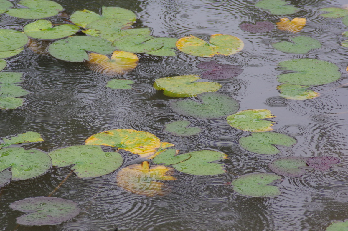 雨の中のチョウ達_b0301570_05450550.jpg