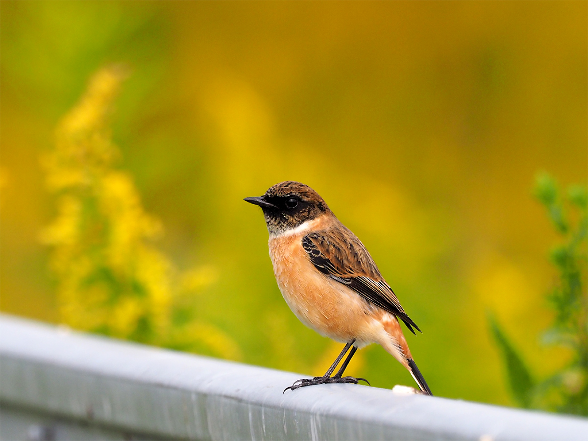 Common Stonechat on the fence_d0283373_15243126.jpg