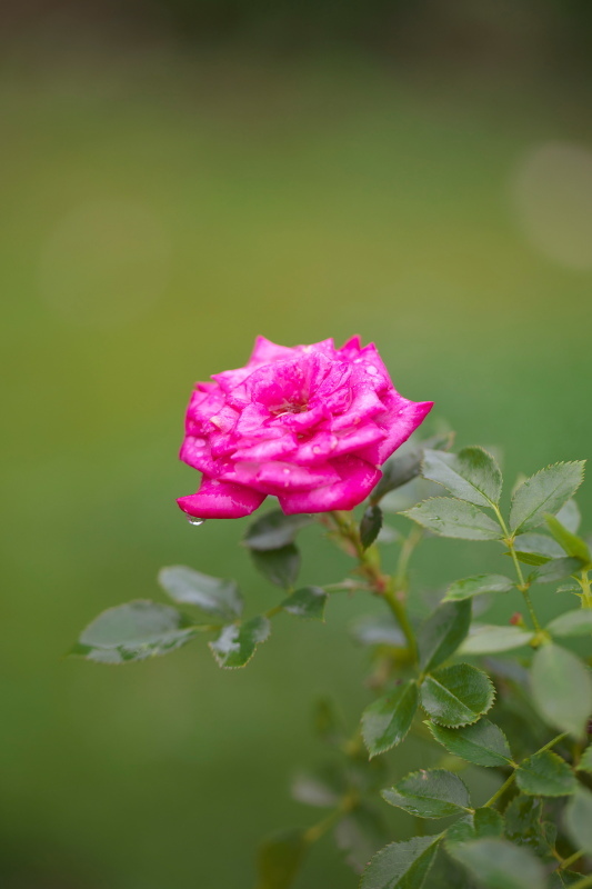 雨の薔薇園_b0044477_22453662.jpg