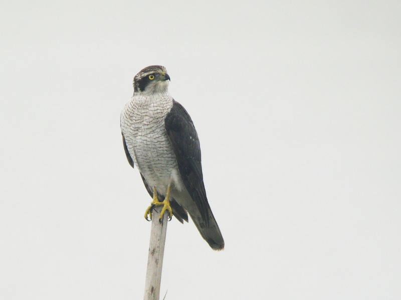 思い出の恋瀬川の野鳥_f0372177_22342910.jpg